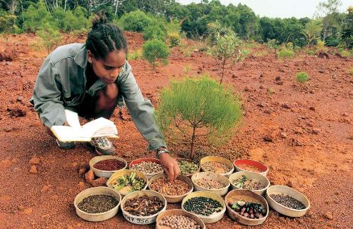 Seed collection for revegetation programs - Goro, New Caledonia - Photo Vale Inco