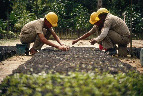 Vale employees working at the seedling nursery in its nature reserve